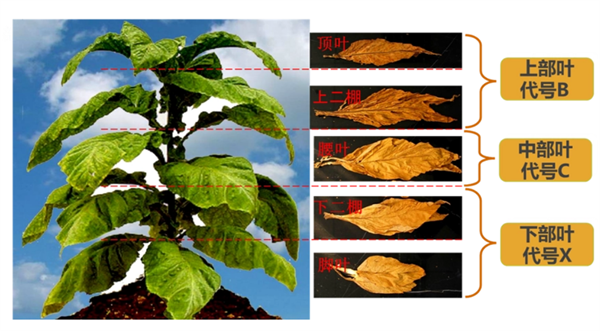 烟叶怎么分级？烟叶分级原理和方法