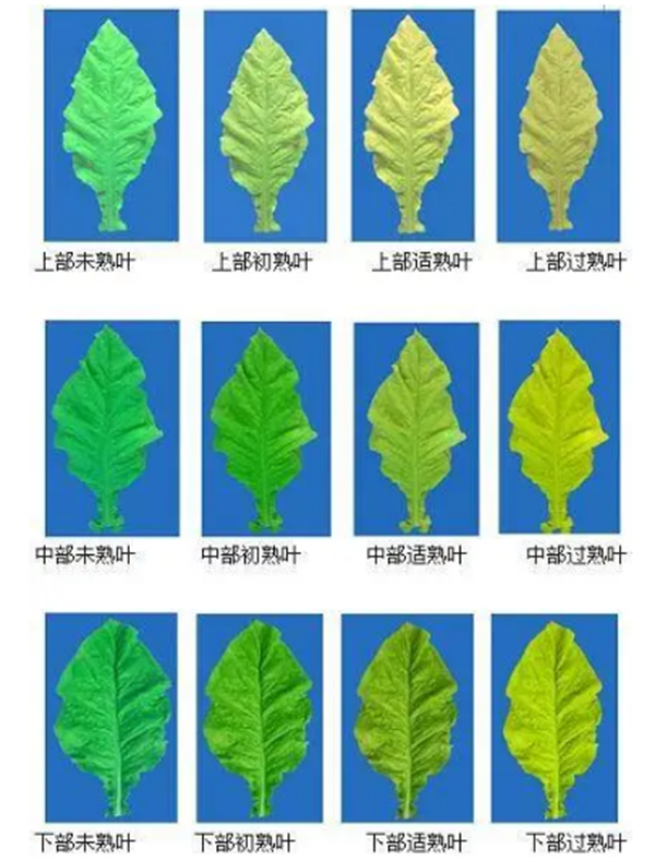 烟叶怎么分级？烟叶分级原理和方法2